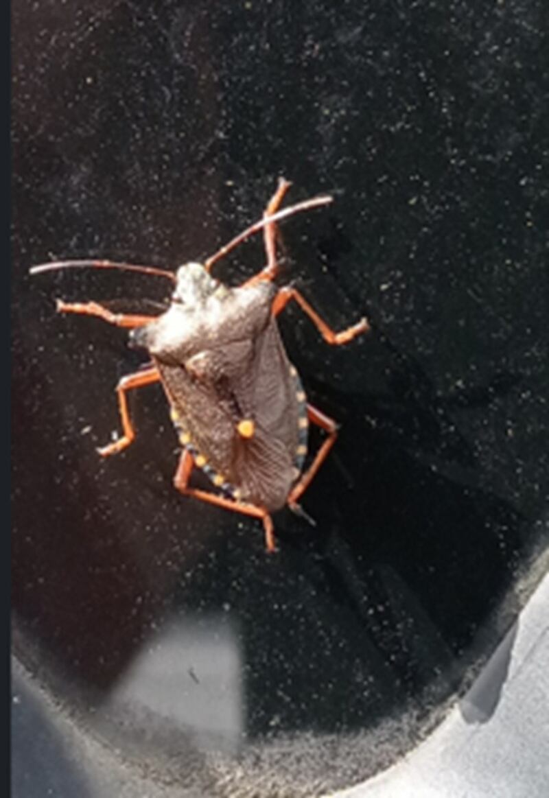 Forest shield bug. Photograph via Pat Molloy