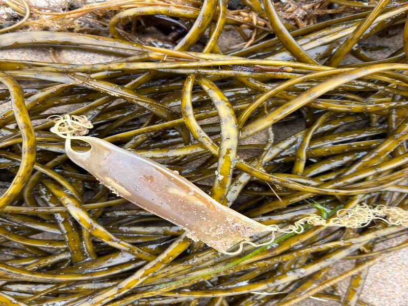 A mermaid's purse - a dogfish egg case. Photograph supplied by Aoife Somerset