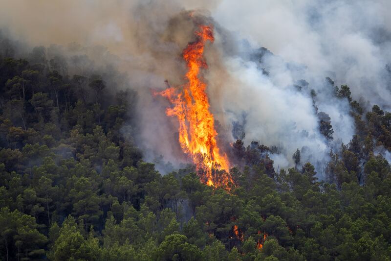 Large flames leap from the trees as a wildfire burns through forested areas near the towns of Xerta and Pauls in Tarragona, Catalonia, Spain on Tuesday. Photograph: James Breeden/Getty Images