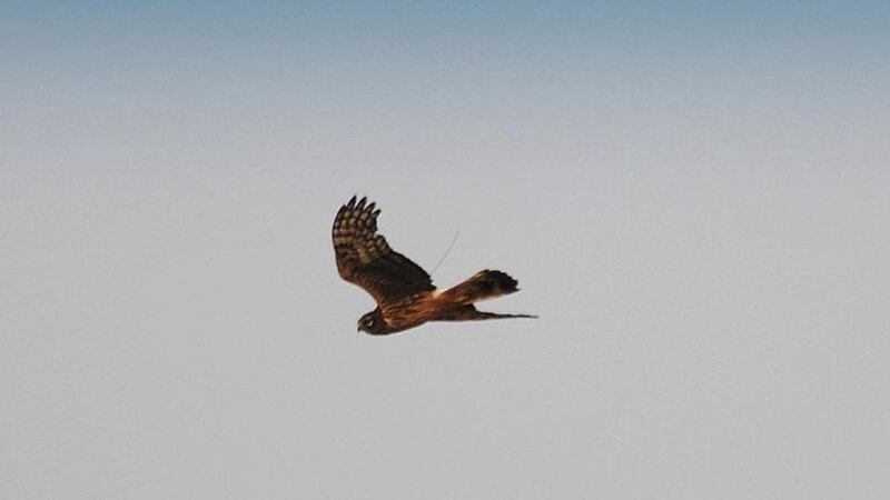 A file image of the hen harrier after it was tagged as part of the National Parks and Wildlife Service tracking programme. Photograph: Department of Arts, Heritage and the Gaeltacht