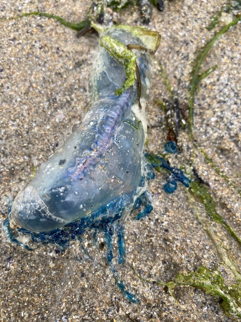 A by-the-wind-sailor. Photograph: Grainne O Neill