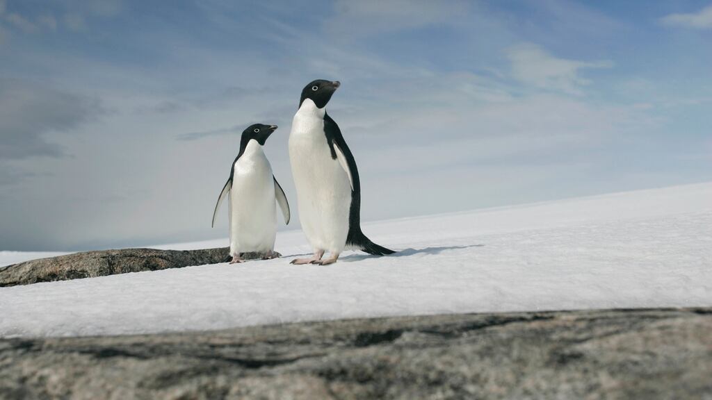 The world’s largest protected marine park has been created in the Antarctic Ocean. File photograph: Pauline Askin/Reuters