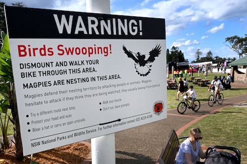 Birds in Australia are like birds in Ireland, except almost certainly on cocaine