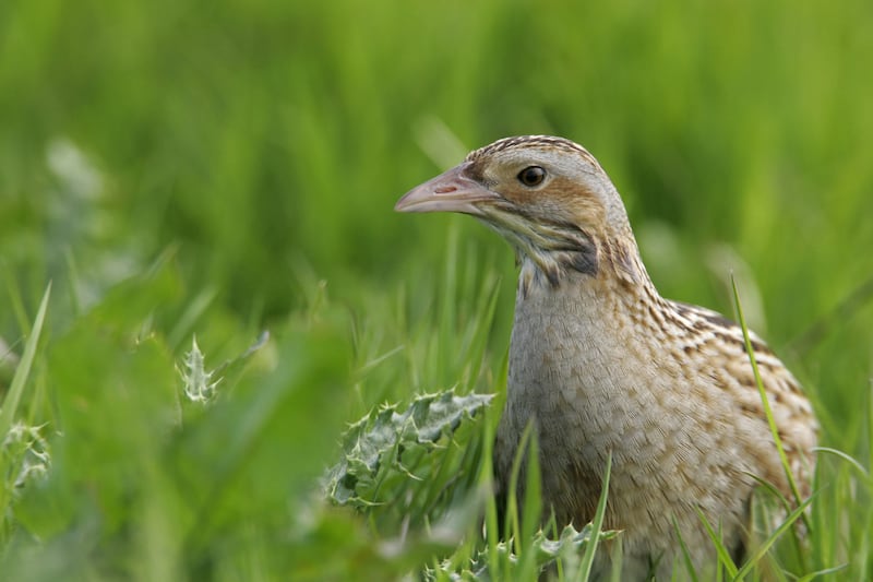The average payment under the Corncrake Life scheme in 2023 was about €3,000, says the NPWS