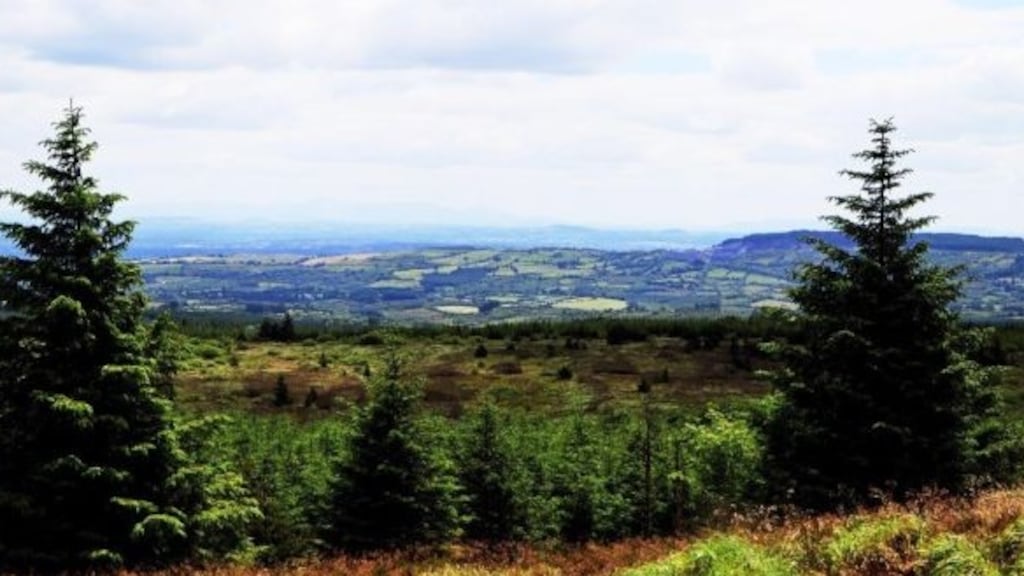 Coillte and other State-backed companies are heavily reliant on Britain for trade