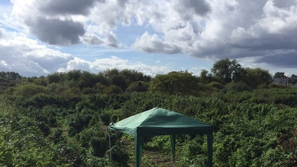 Police were called on Friday by a member of the public, who came across plants growing on disused private land on Lower Marsh Lane, Kingston, southwest London. Photograph: PA Wire