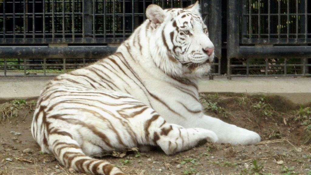 White tiger Riku sits in a cage at Hirakawa Zoological Park in Kagoshima, southern Japan. Photograph: Hirakawa Zoological Park/Kyodo News via AP