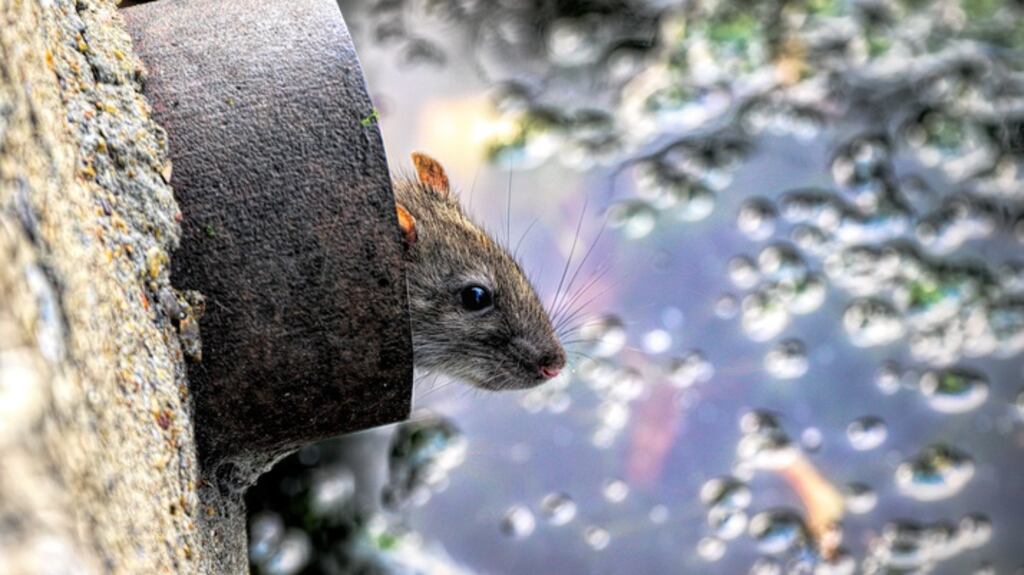 Dublin City Council says many of its complexes are located near to canals/rivers, the natural habitat of rodents. Photograph: iStock