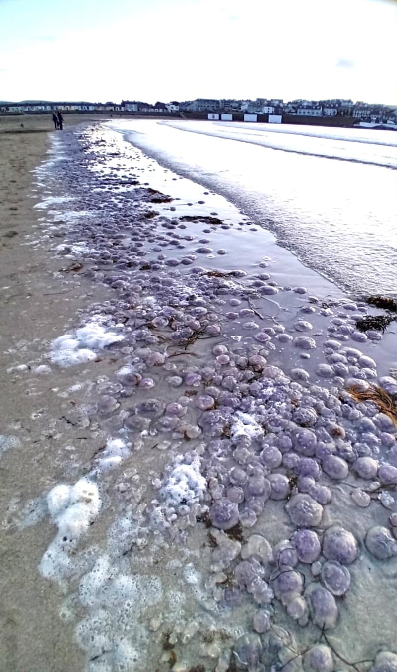 Moon jellyfish on Kilkee Beach. Photograph supplied by Gene Clohessy