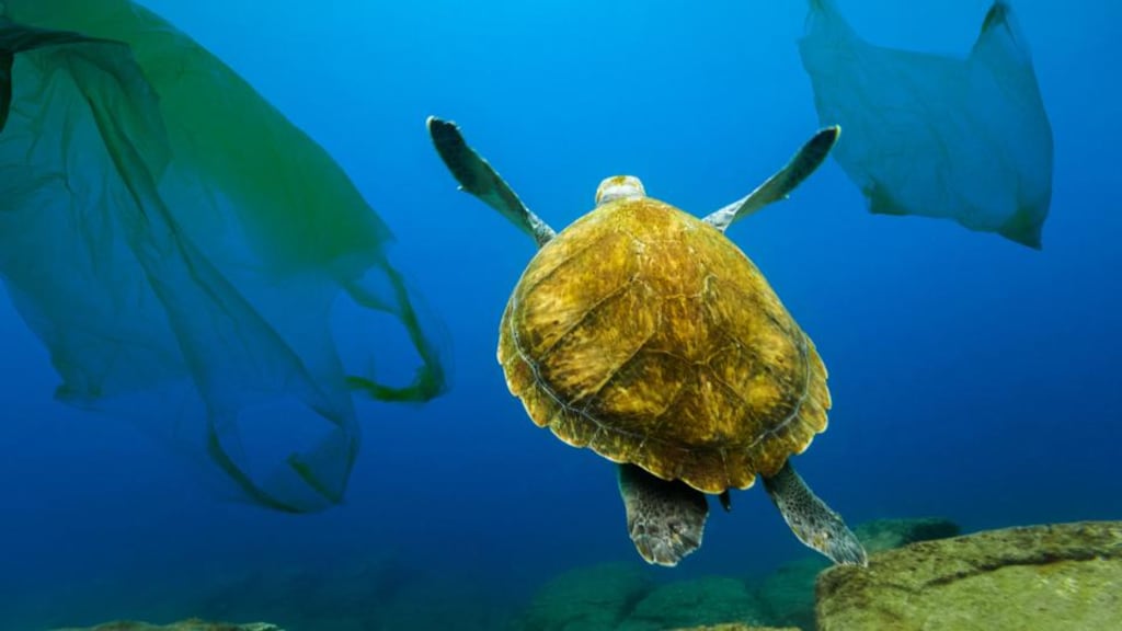 “The visibility factor” has led to a welcome change in attitudes. It prompted widespread abhorrence about plastic impacts on the marine environment, graphically highlighted by Blue Planet II television series.