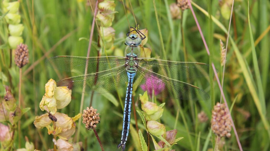An emperor dragonfly, the first record of the species within Galway City, resting in the wildflower meadows in Merlin Woods. Photograph: Colin Stanley