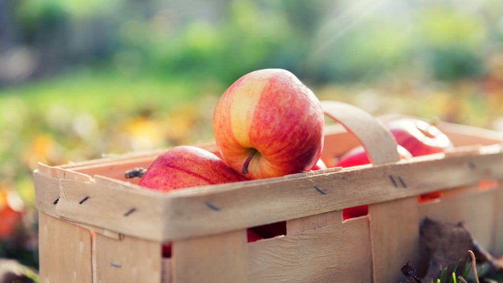 Irish apples can hold their own with the best in the world, so buy them in preference to imported varieties. Photograph: iStock