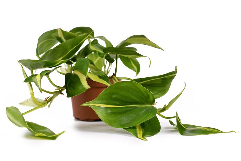 Heartleaf philodendron (Philodendron hederaceum Brasil)