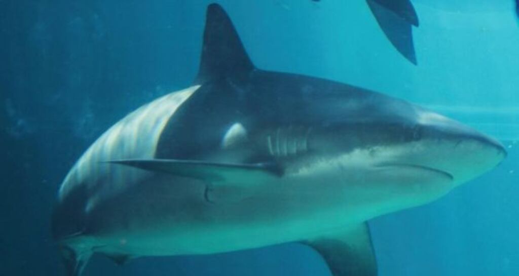 Witnesses said beachgoers shouted at swimmers to warn them of a shark near Oak Island, North Carolina, after a girl was seriously injured in an attack. File photograph
