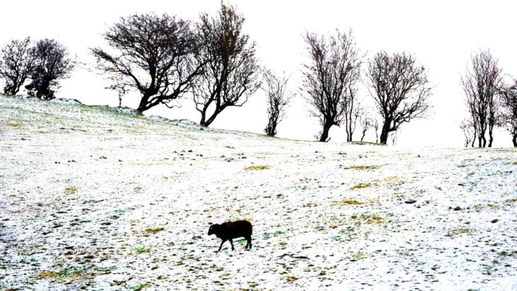 Sheep in a snow sprinkled field near Bellavary, Co Mayo today. Photograph: Frank Miller / The Irish Times