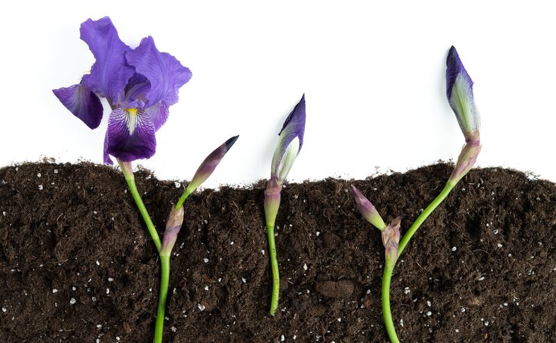 Soil cutting with purple iris flowers sprouting.