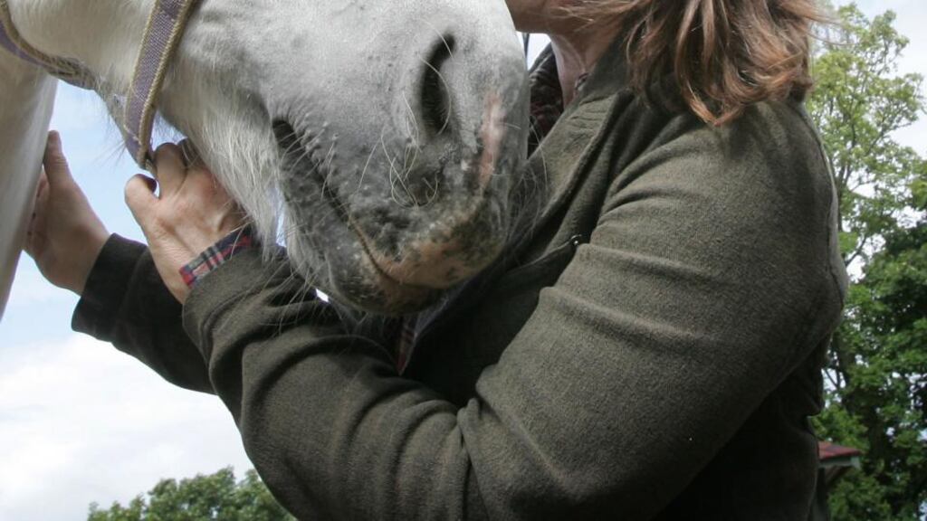 Mr Justice Gerard Hogan said identification and traceability of animals was a key element in the control and prevention of disease in the equine sector. A series of controversies over the last two decades in the food and animal sectors had highlighted this. Photograph: Alan Betson/The Irish Times