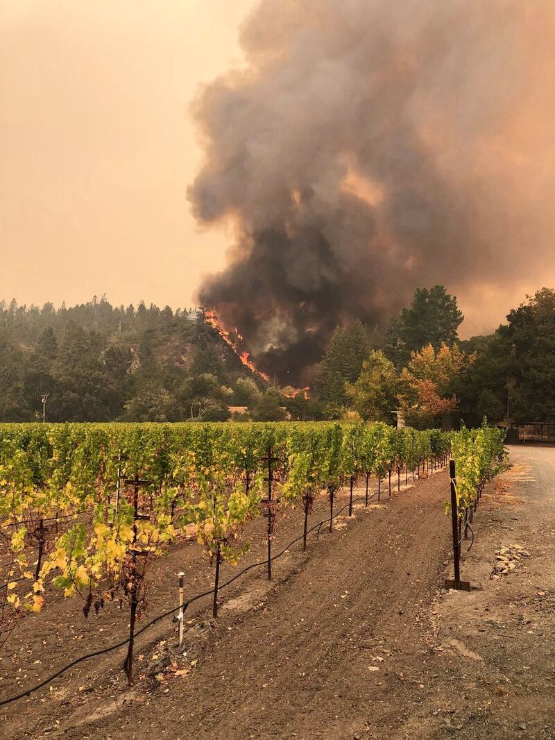 A wildfire burning near the Bellisimo Vineyards at Calistoga, California on Wednesday. Photograph: EPA/Adam Weidmann