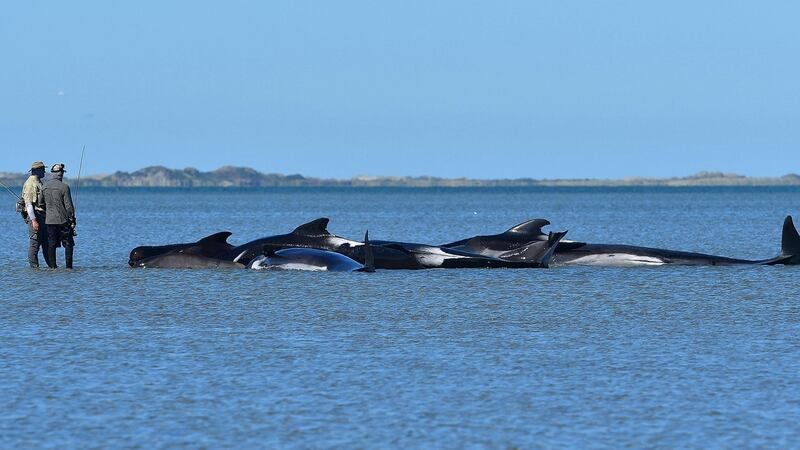 This photograph taken on Saturday shows fishermen looking at pilot whales who died in a mass stranding at Farewell Spit. Photograph: AFP/Getty Images