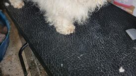 Woman convicted of cruelty to dogs who were described as ‘ravenous’ after finding toast in bin