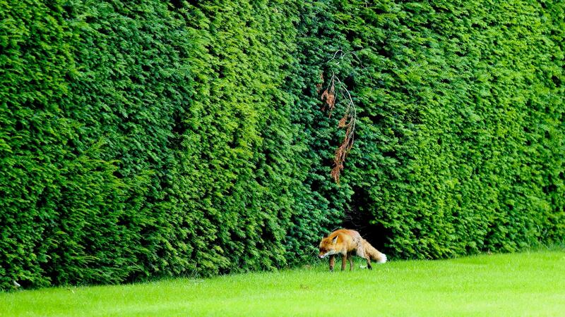 A fox pictured on the grounds at Áras an Uachtaráin during a biodiversity audit.