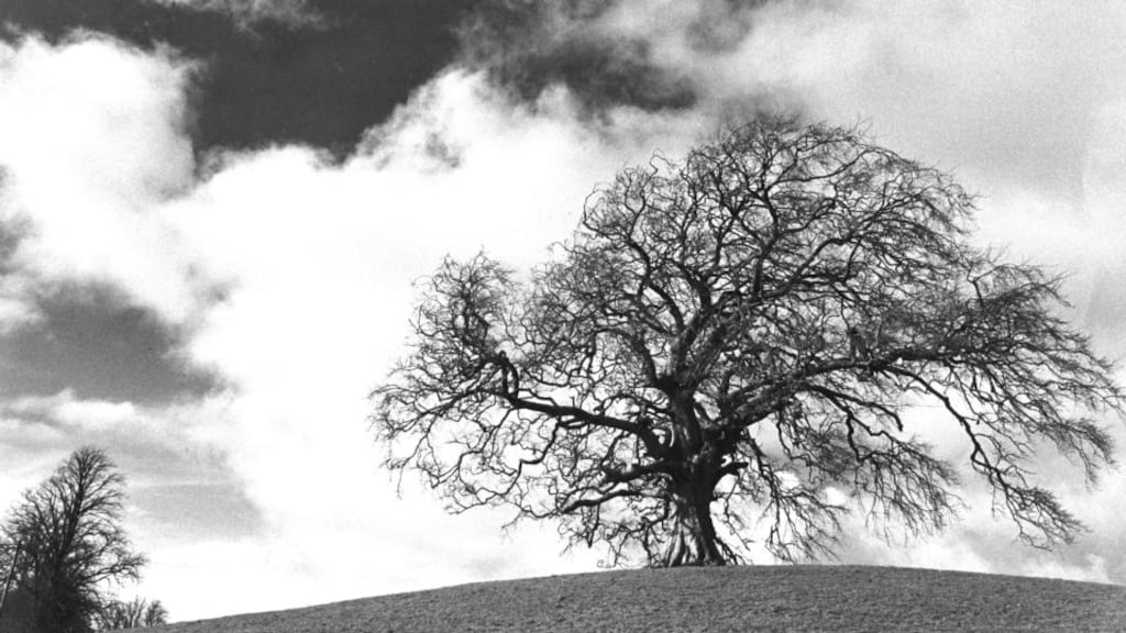 Trees and sky near Lough Ennell, Mullingar, Co Westmeath. Photograph: Paddy Whelan