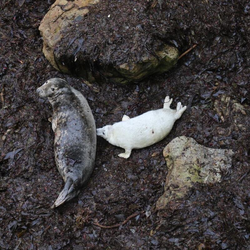 A Blasket seal pup and its mother. Photograph: Lesley Kehoe