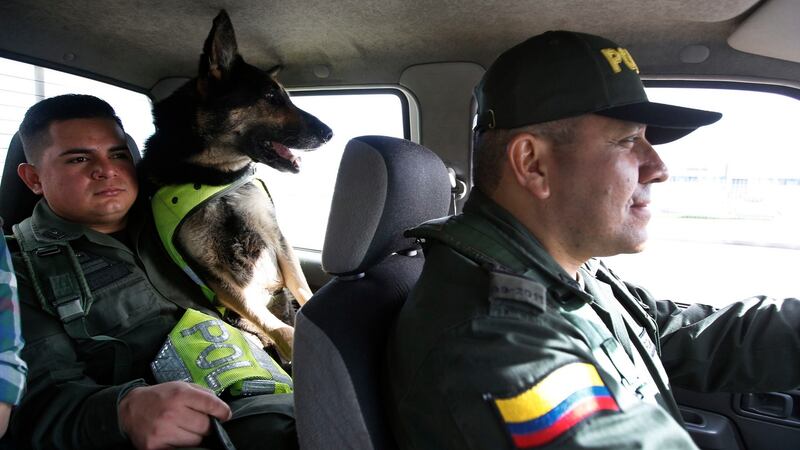 Drug dog Sombra rides with her handler, officer Jose Rojas, to the cargo hold at the El Dorado airport in Bogota, Colombia. Photograph: Fernando Vergara/AP