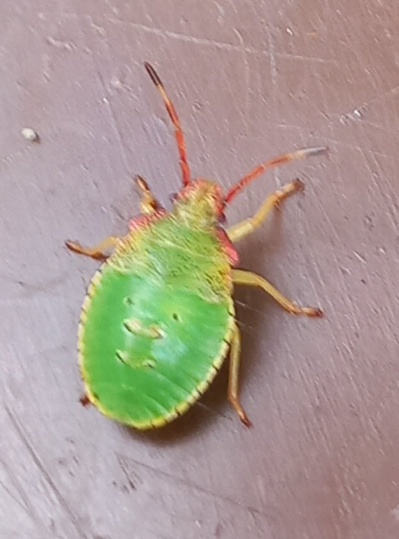 Green shield bugs. Photograph: Mitchell