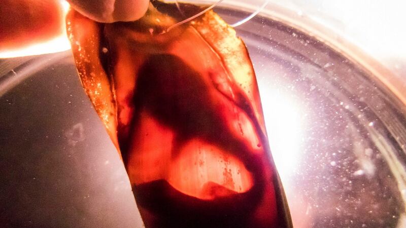 An embryo developing in a short tail nurse shark egg at the National Sea Life Centre in Bray. Photograph: Patrick Browne.