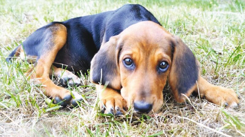 A Kerry Beagle pup