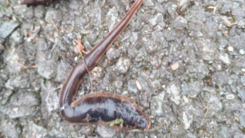 The New Zealand flatworm, an invasive species that feeds on earthworms.