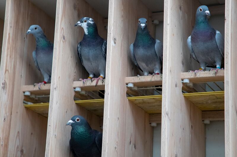 Homing pigeons: there are two main ways an errant leader can be overruled. Photograph: Nicolas Maeterlinck/Begla Mag/AFP via Getty