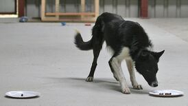 Spot the clever dog: Scientists develop IQ test for canines