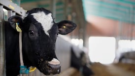 Farmers fear milk ‘price war’ as retailers discount product