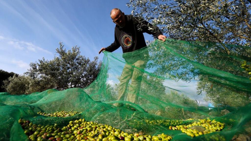 Failure around Europe: a farmer harvests olives this week in southern France; 40-60 per cent of the crop is likely to be lost. Photograph: Guillaume Horcajuelo/EPA