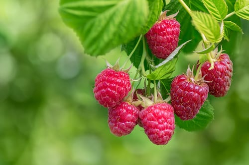 My raspberry plants are producing very few berries – are they a lost cause?