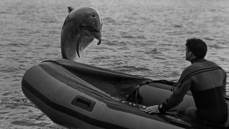 Fungie the DIngle Dolphin. Photograph: Ronan Quinlan