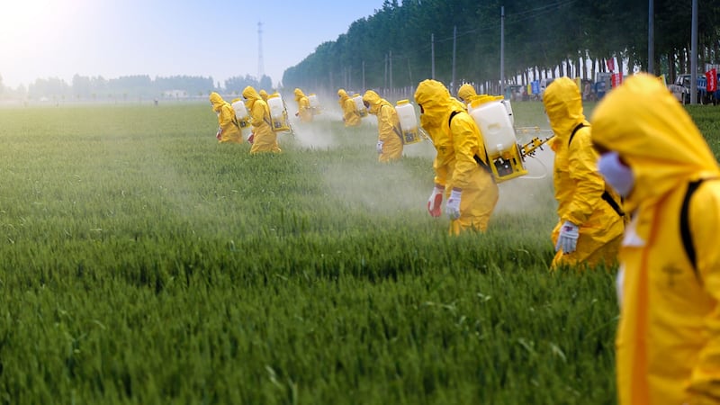 Farmers wearing protective clothing spraying pesticides in a wheat field. Photograph: Jinning Li/Shutterstock