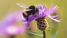 Bumblebee populations in ‘drastic’ decline, study finds