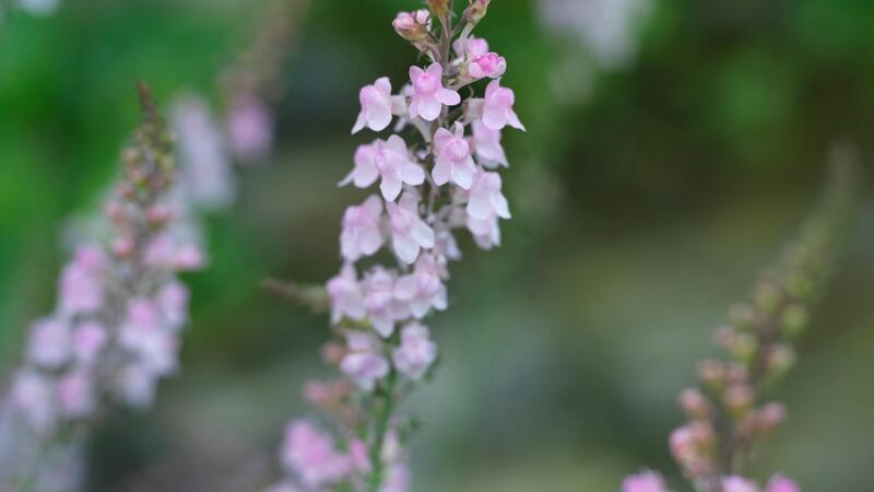 Pink toadflax (Linaria ‘Canon Went’, a bee-friendly perennial that can be raised from seed sown in early summer. Photograph: Richard Johnston