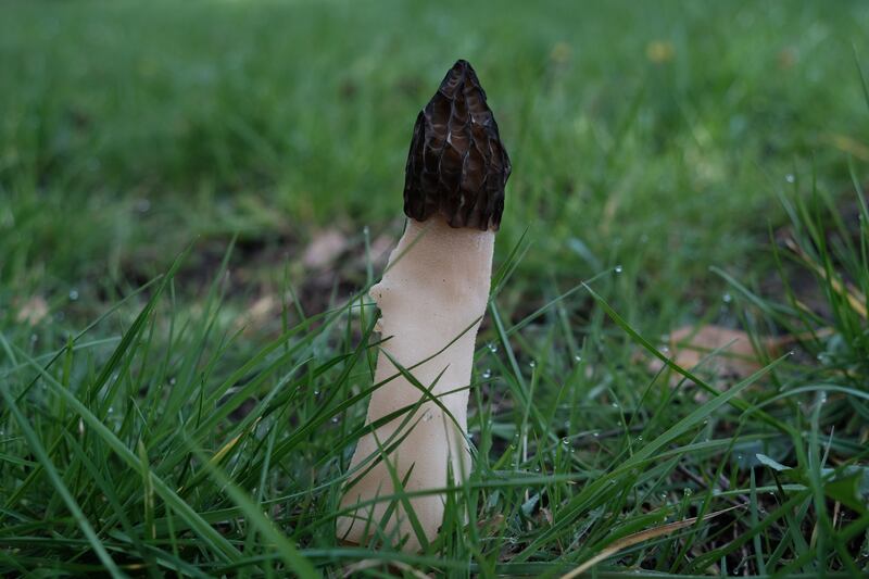 Stinkhorn, Phallus impudicus, supplied by Hugh McCarthy