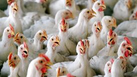 Poultry farmers urged to be on high alert for signs of bird flu