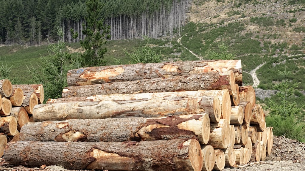 The auctions will allow participants to buy and sell everything from timber to forestry land and harvesting rights. File photograph: The Irish Times