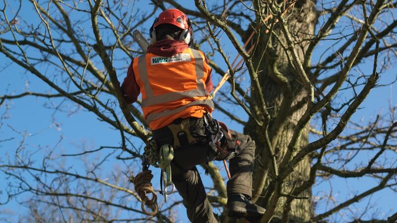 A trained and qualified tree surgeon working on a damaged tree. Photograph: Richard Johnston