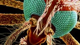 Scientists prove link between climate change and malaria