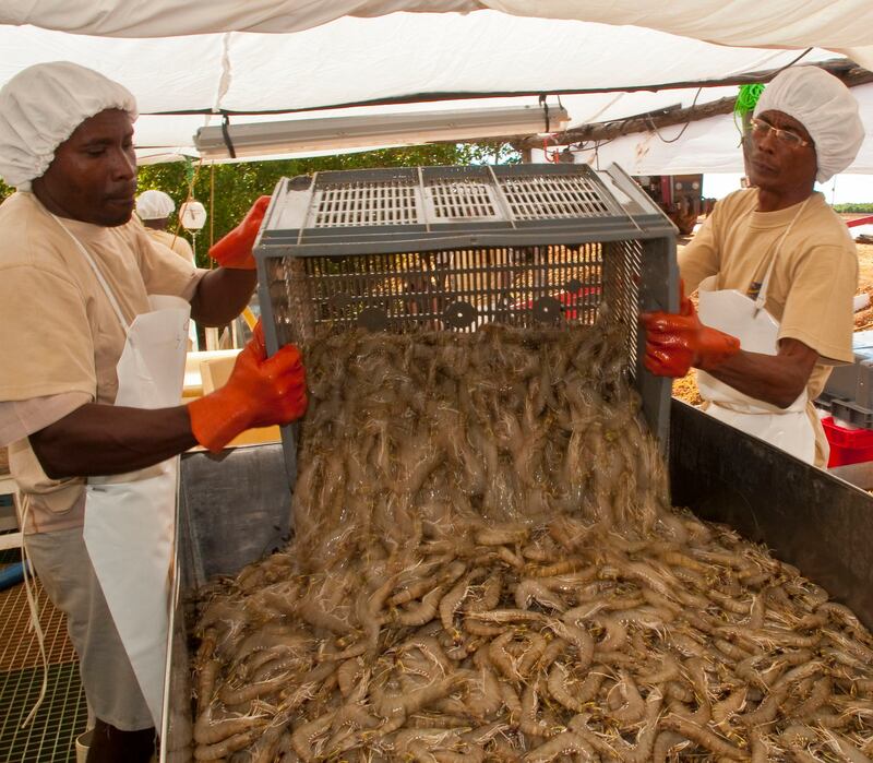 Workers empty a crate of shrimp at an aquaculture farm in Madagascar. Photograph: Alexis Rosenfeld/Getty