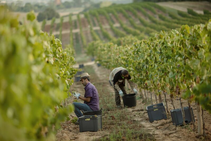 Vineyard at Camiral Golf & Wellness Resort Girona
