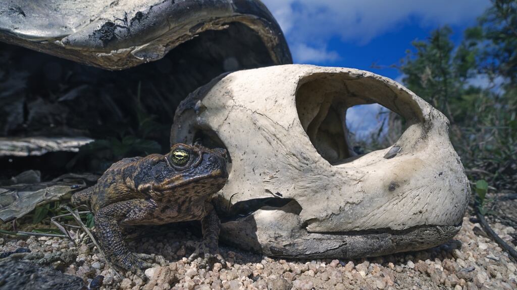 Death in the Outback, subject of Jane Harper's The Lost Man and Scrublands by Chris Hammer. Photograph: Getty