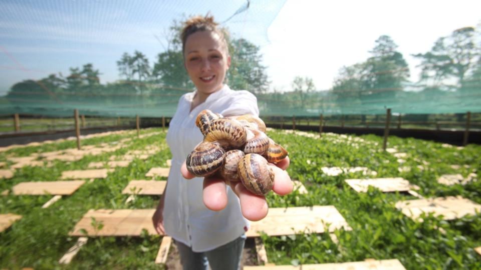 Shell company: Eva Milka of Gaelic Escargot snail farm. Photograph: Leon Farrell/Photocall